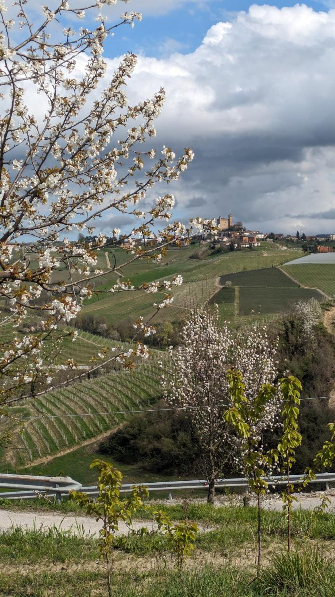 Charming Barolo Wine Loft Hotell Monforte dʼAlba Eksteriør bilde